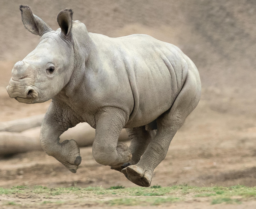 Edward rhino