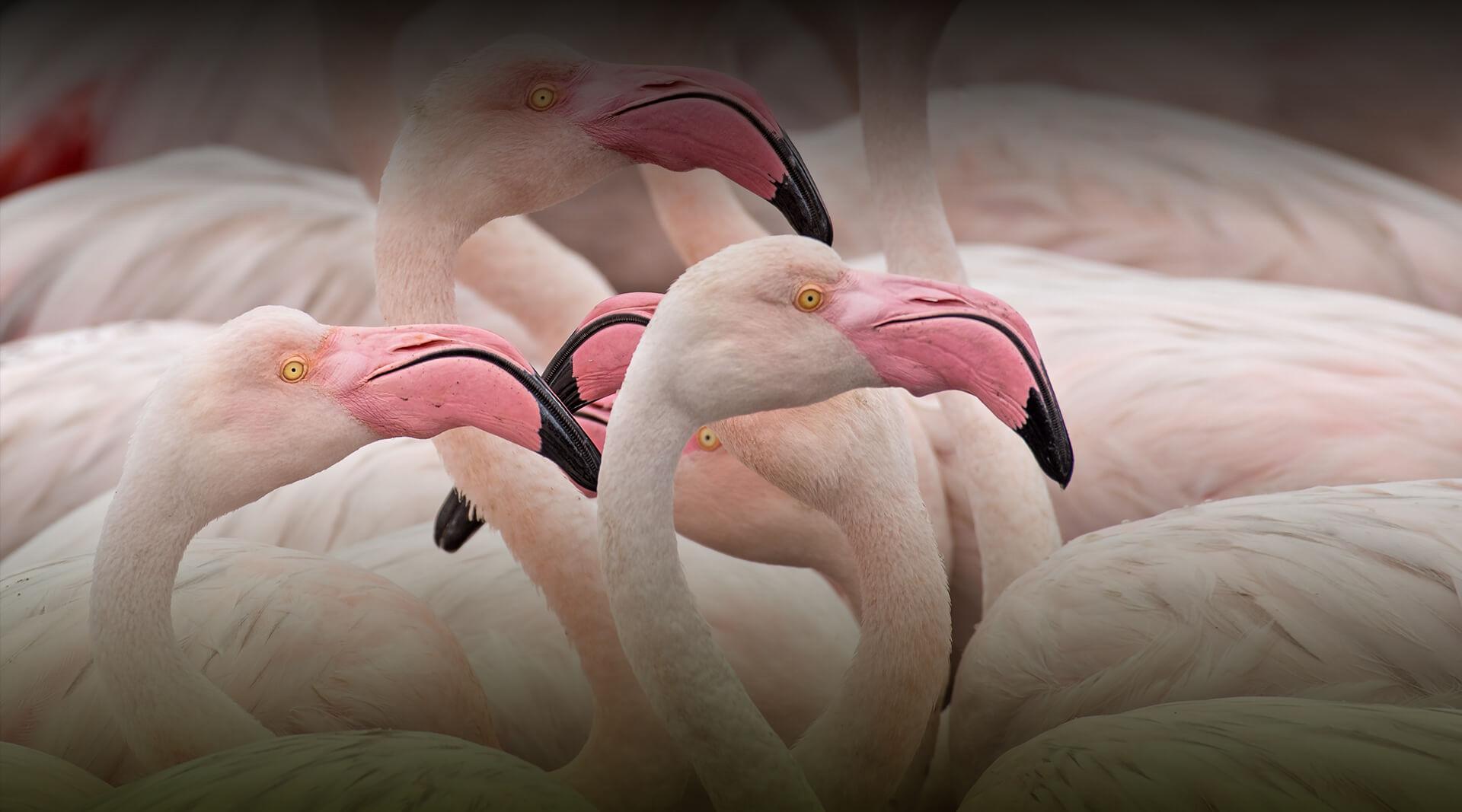 A flock of greater flamingos