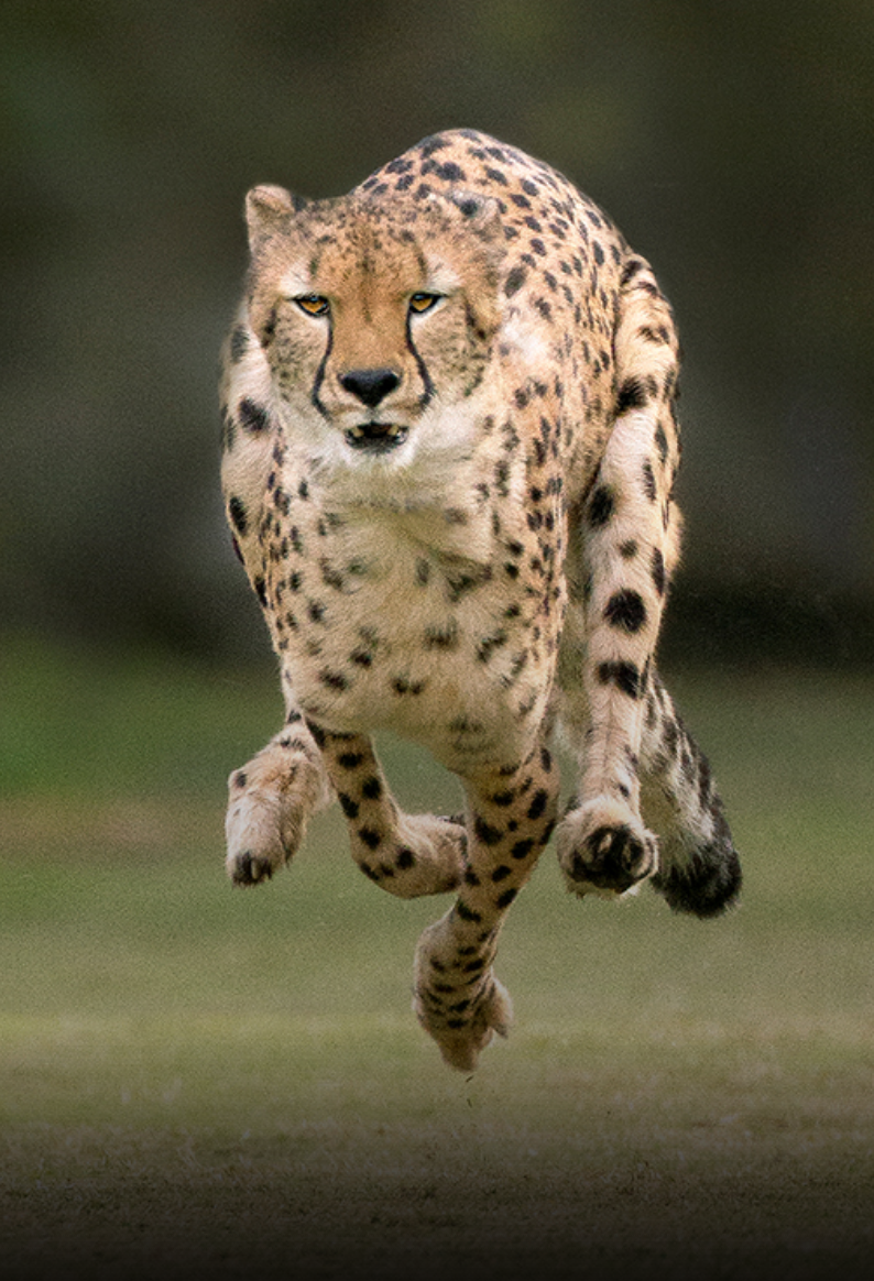 cheetah running toward you