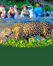 SDZWA adventures pantanl jaguar