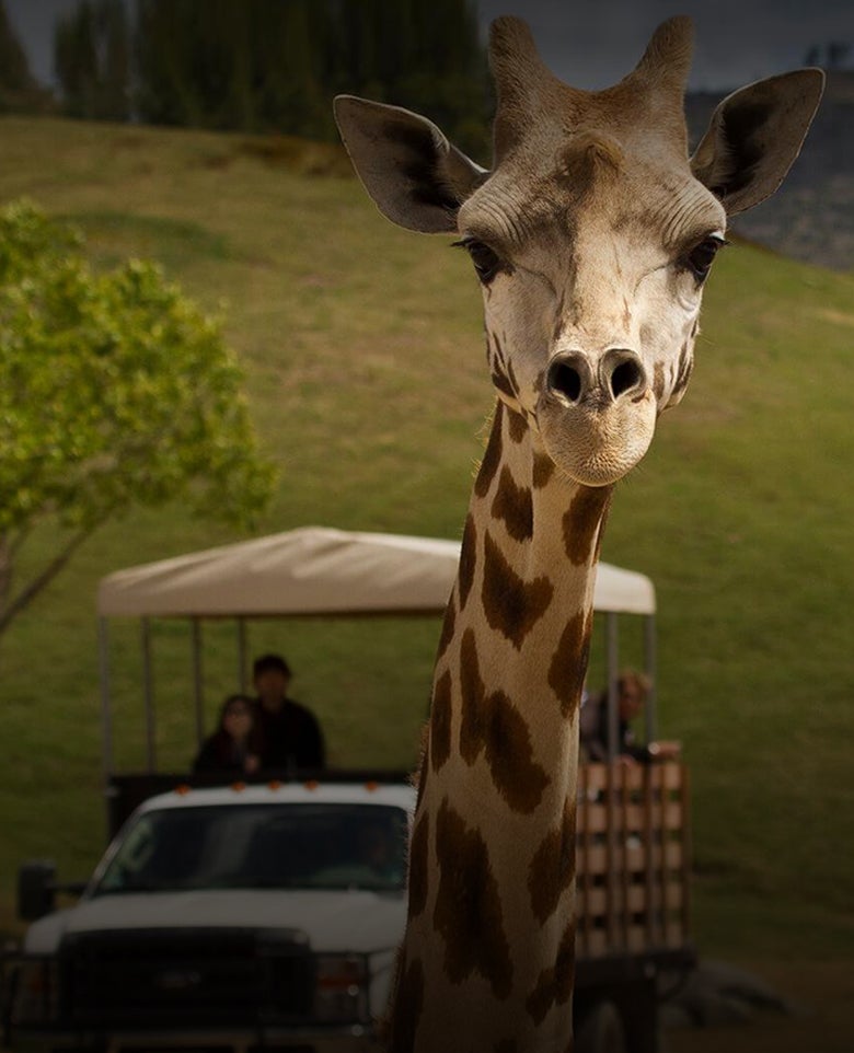 Ad-Wildlife Safari