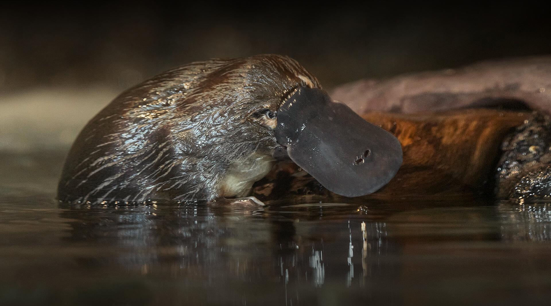 platypus