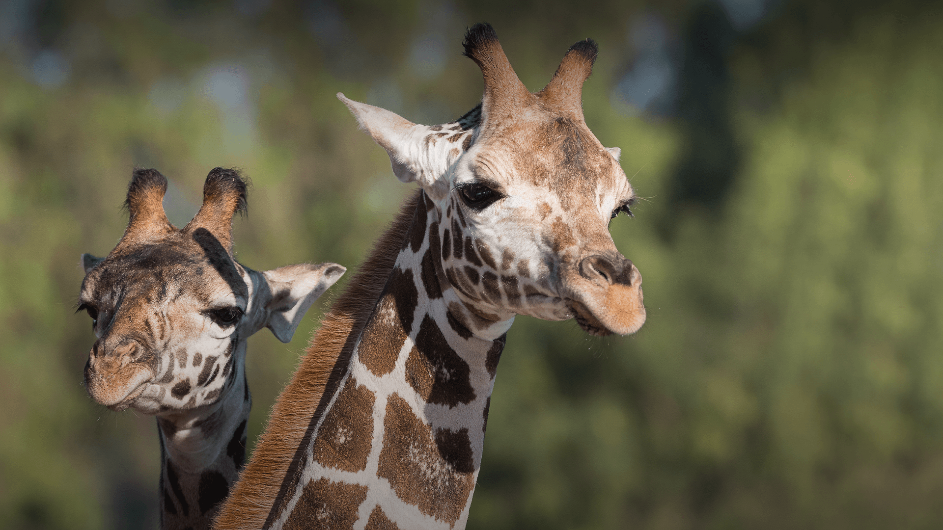 Two giraffes look at the camera.