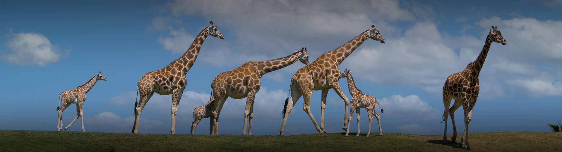 giraffe family