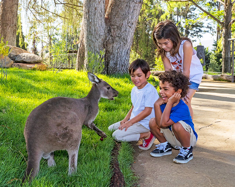 Three children with a kangaroo