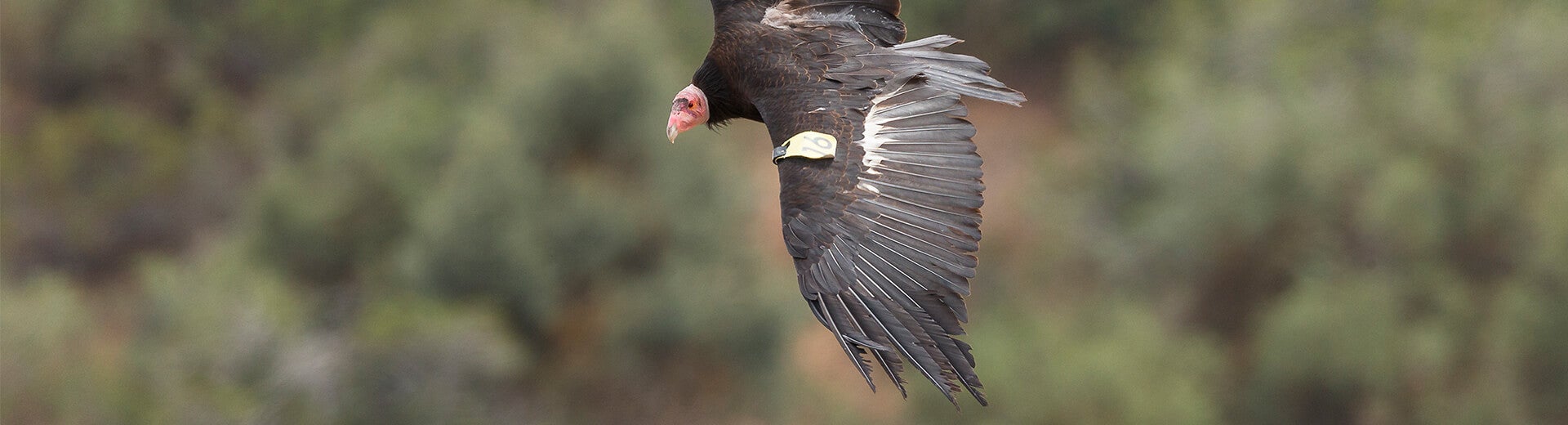 California Condor