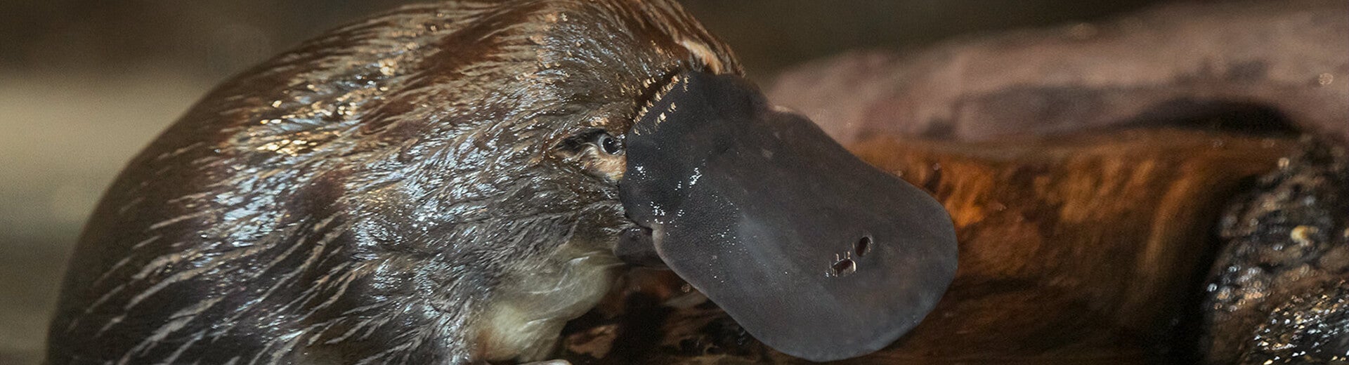 Platypus on log.