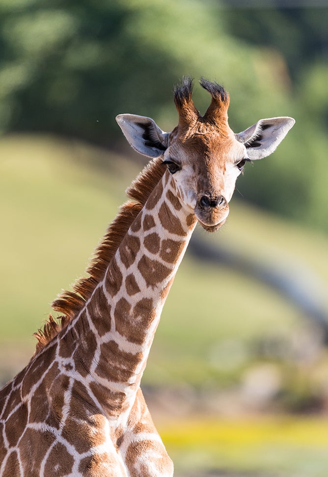 giraffe calf