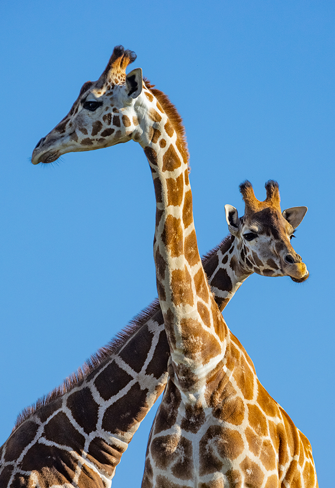 Two giraffes against a blue sky