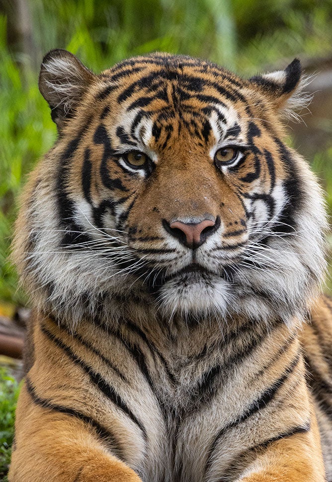 tiger