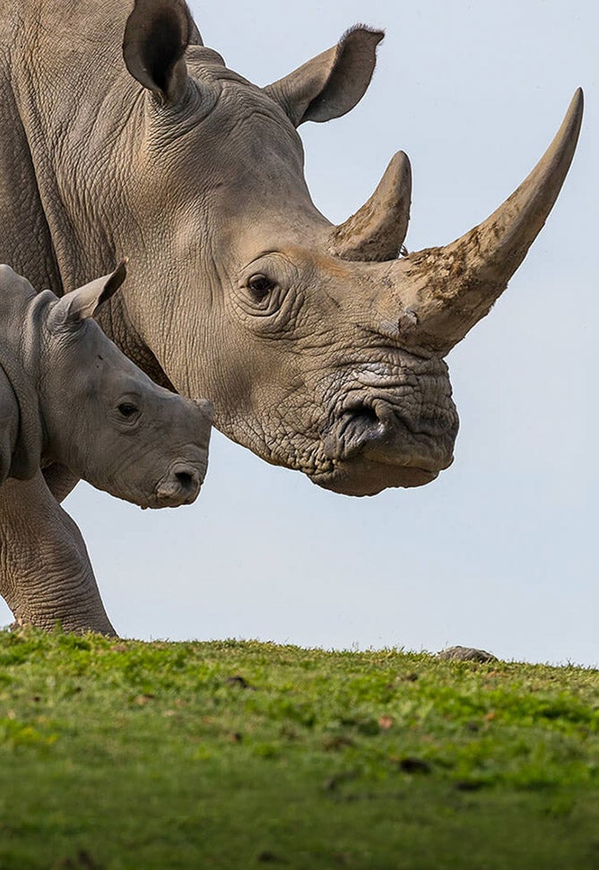 Southern white rhino and calf