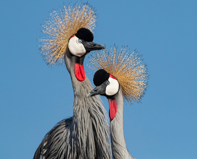 two African crowned cranes