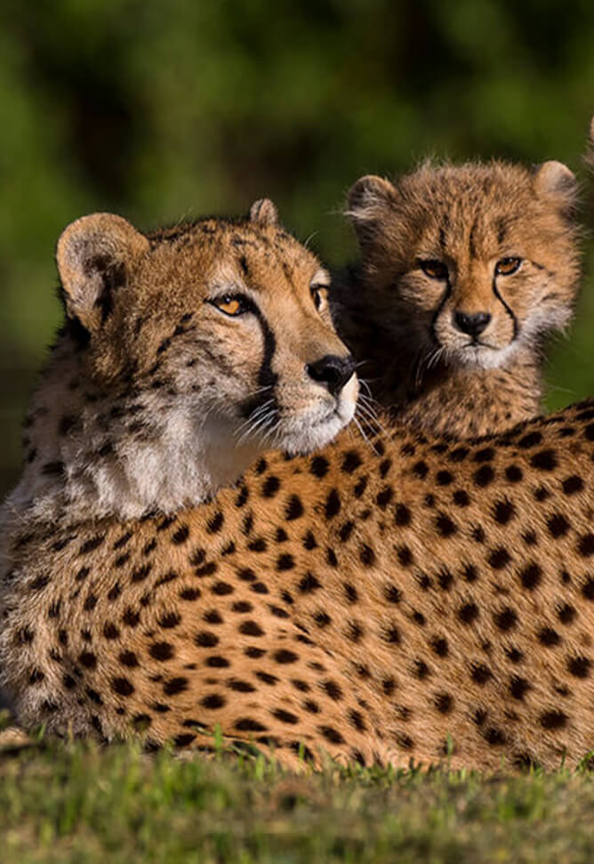 Two cheetahs in the morning, a mother looks to the right and a cub looks at the camera.