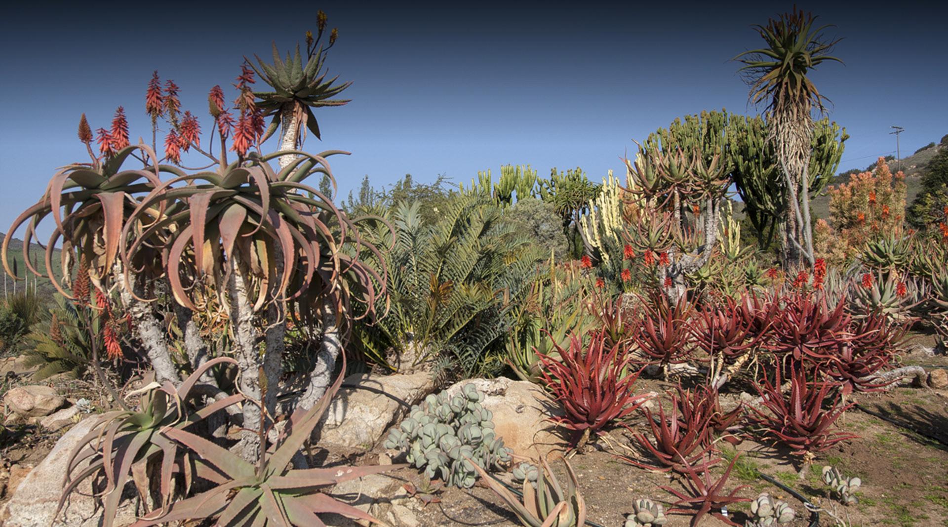Baja Garden and Old World Succulent Garden