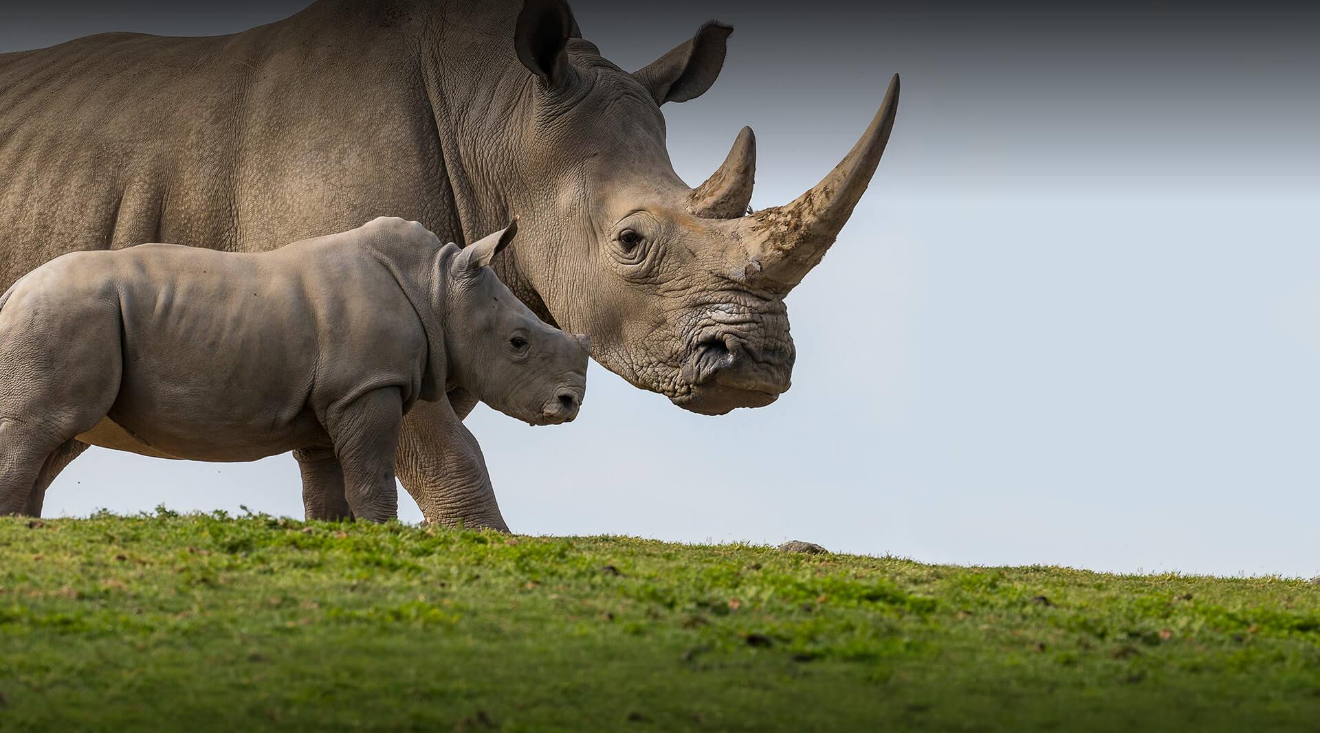 Southern White Rhino mother with calf.