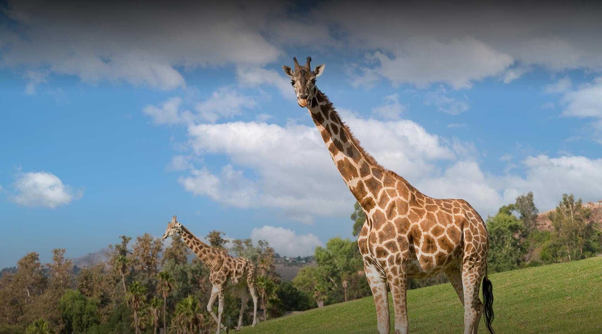 Giraffes against blue sky.