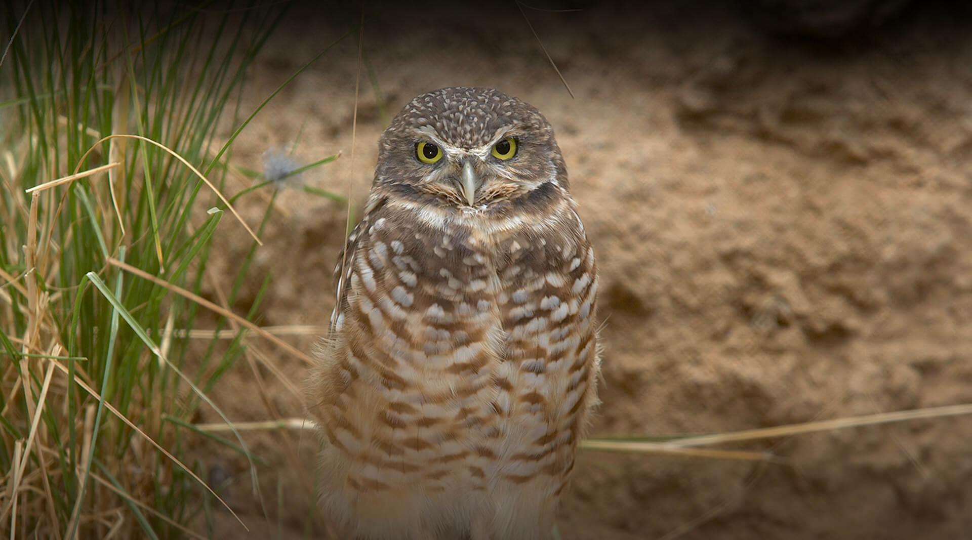 Burrowing owl on alert.