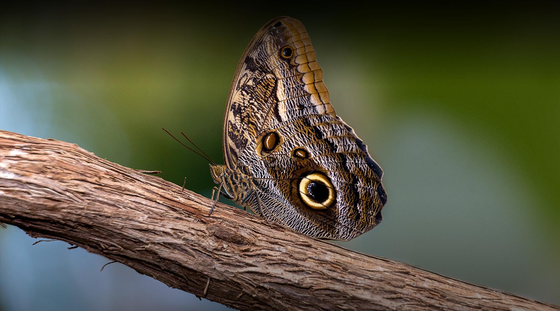 Spotted owl butterfly