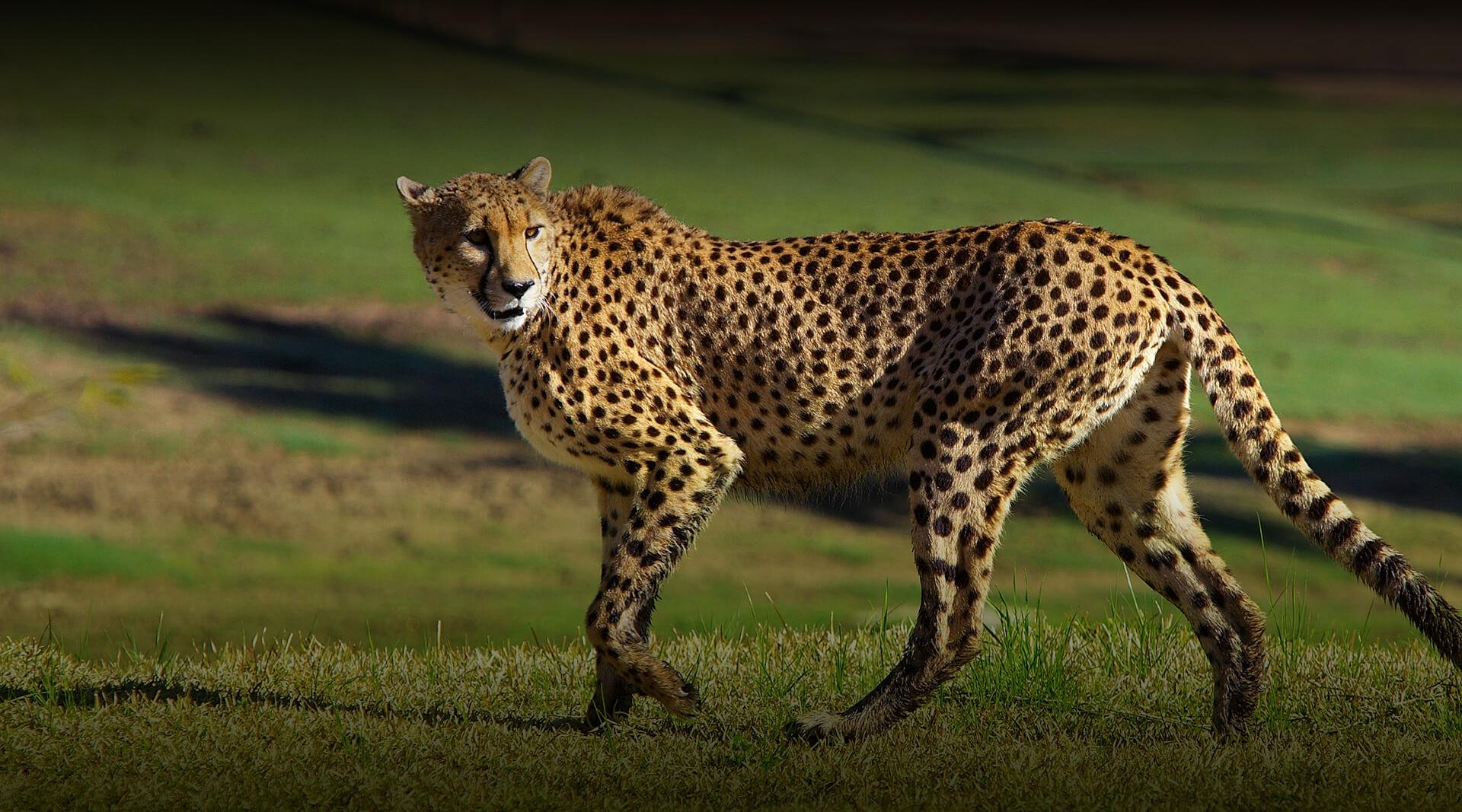 Cheetah looking over its back as it walks on grass.