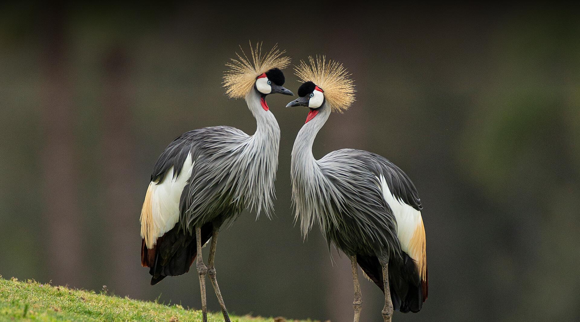 Pair of crowned cranes facing each other during mating dance.