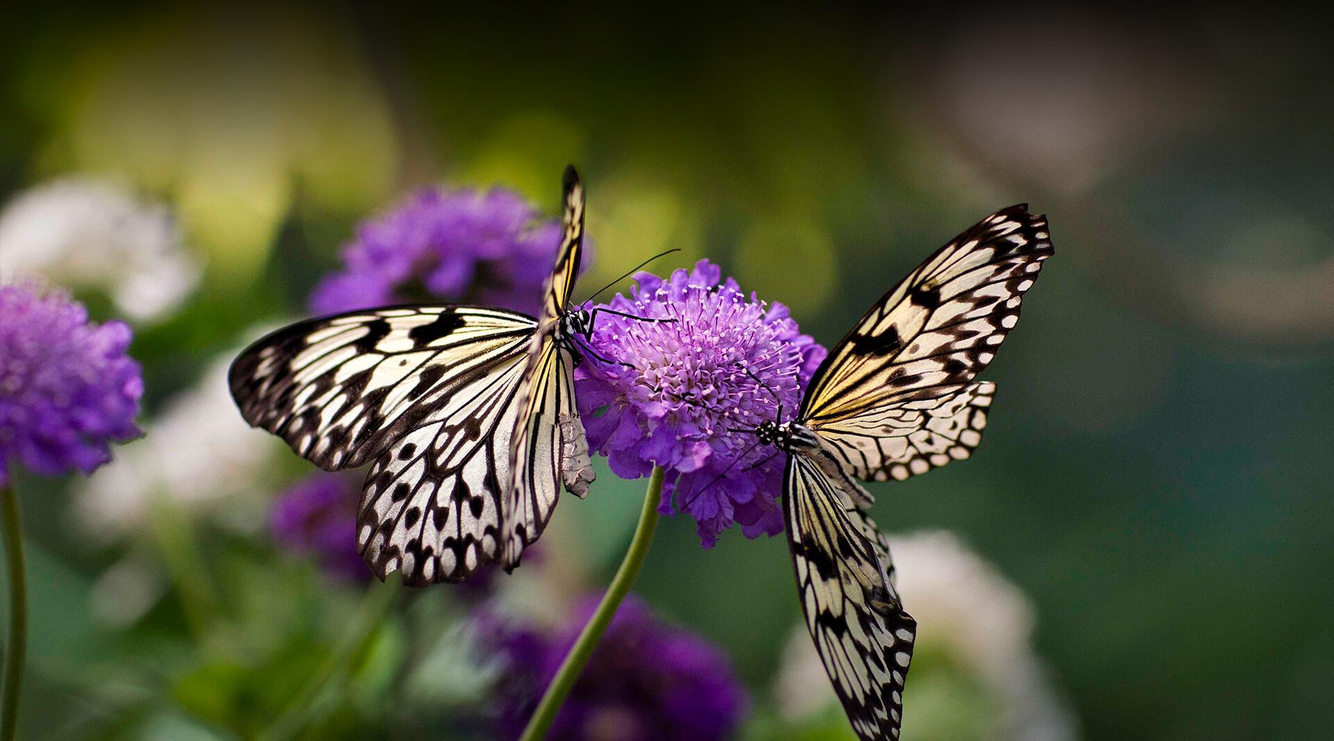 Paperwhite butterflies on purple flowers.