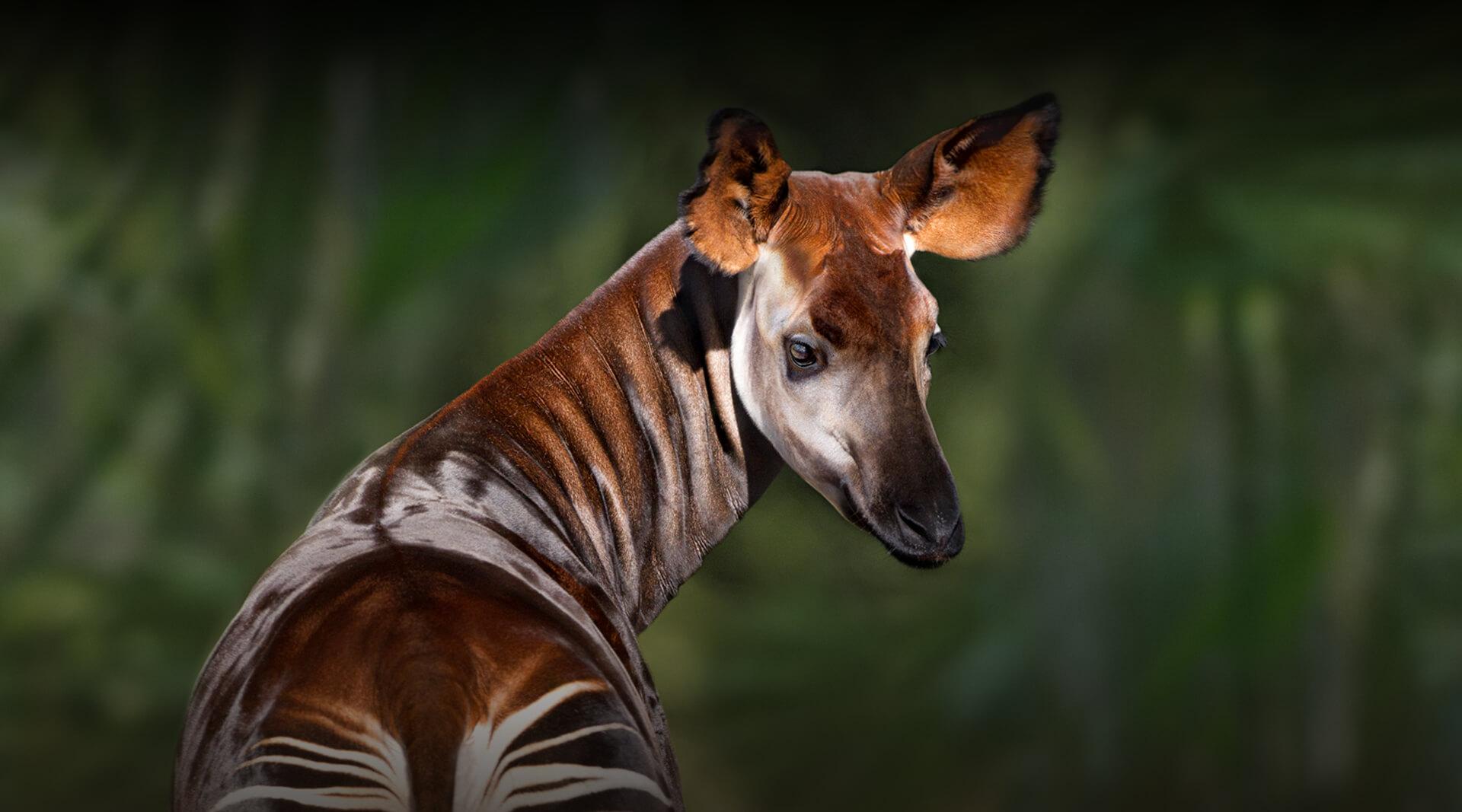 Okapi with view of striped behind.