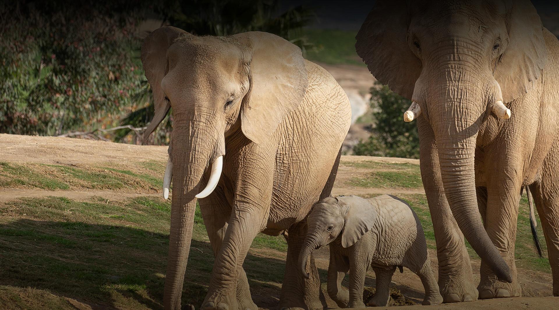 Two African elephants surrounding a small calf.