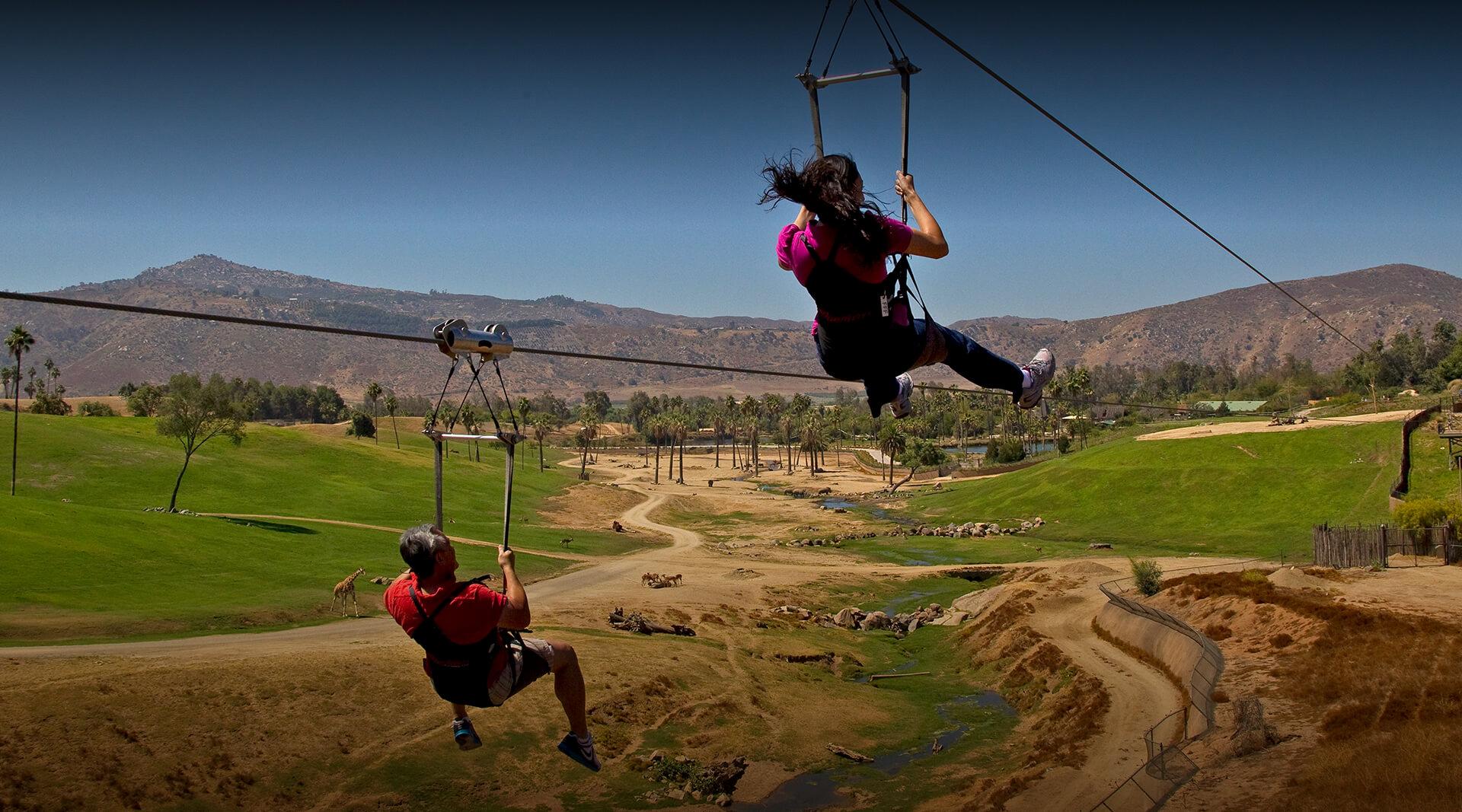 Two park guests soaring over giraffes, rhinos, and gazelles as they ride the Safari Park's zipline.