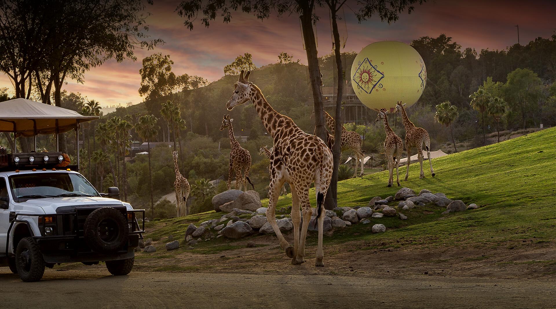 Giraffes walking past a safari truck.