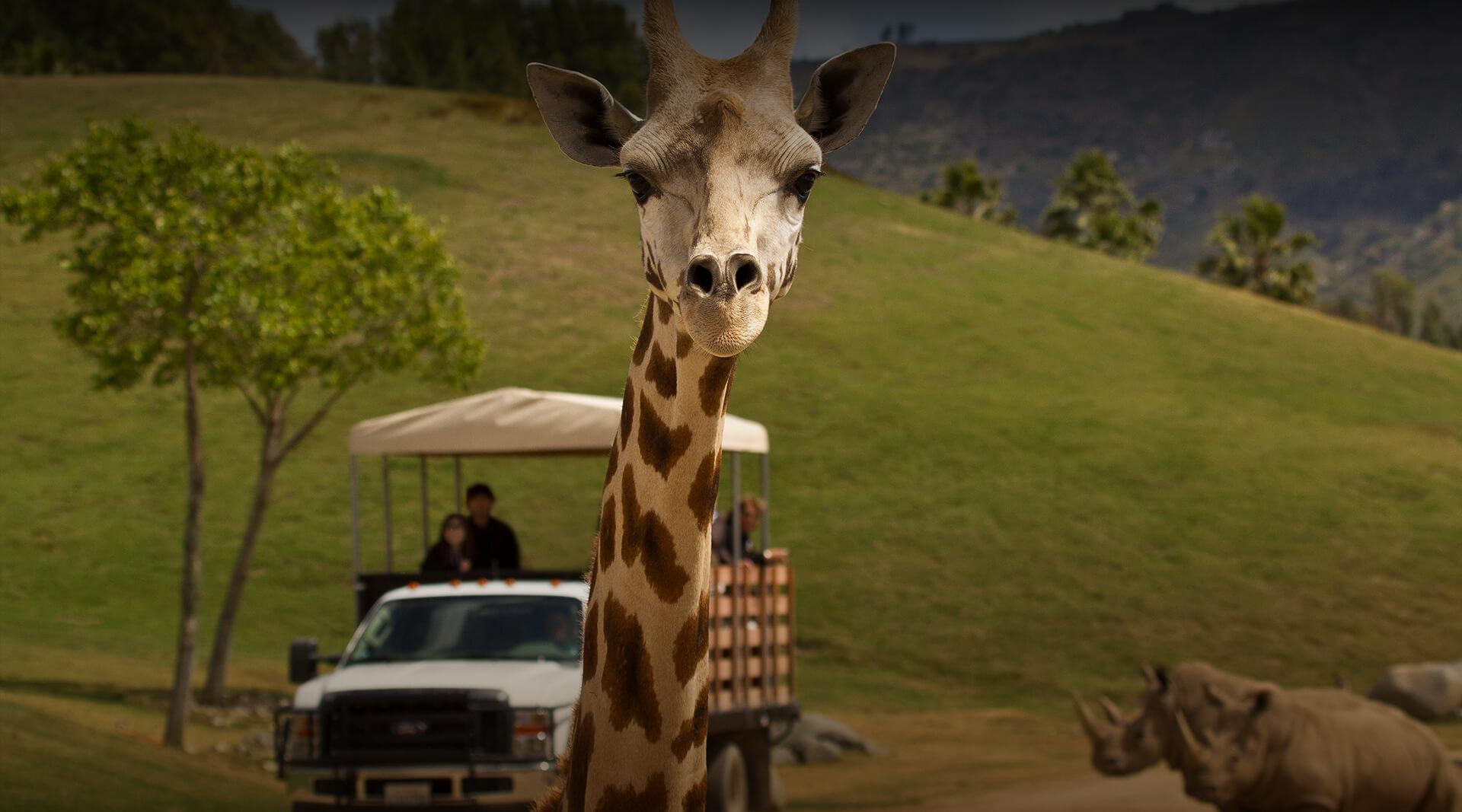Giraffe looks at camera while rhinos and safari truck observe in the background.