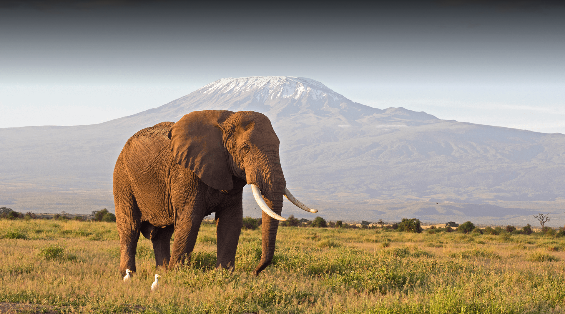 Elephant in the Kenyan Savanna.