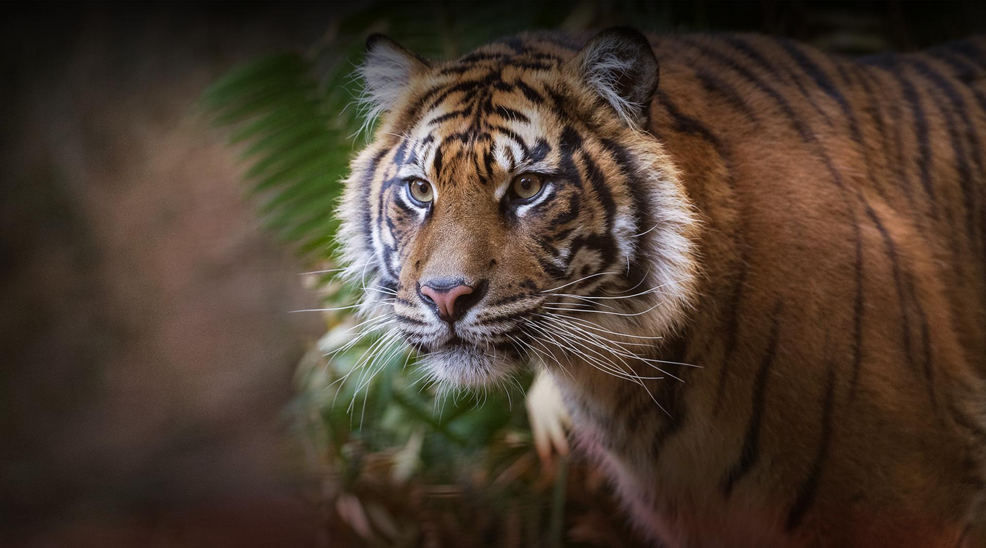 Tiger looking