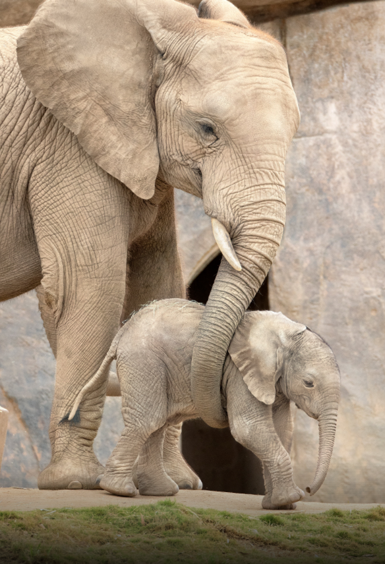 elephant mom & baby