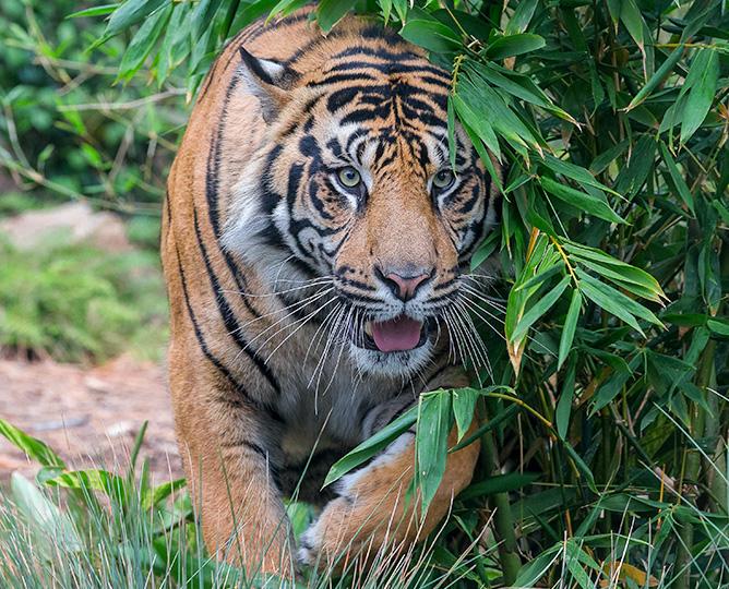 tiger