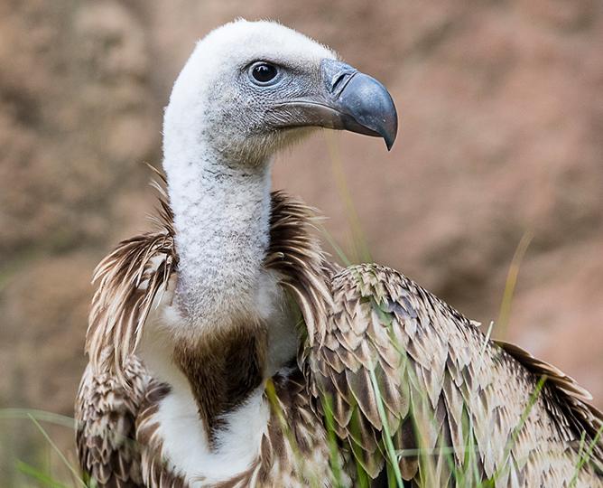 RUPPELL'S VULTURE