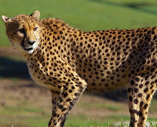 Cheetah strolling across grass lawn as it looks over its back.