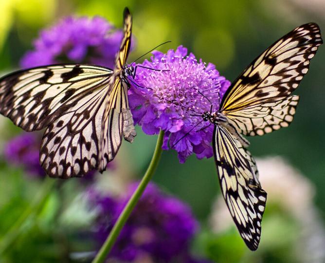 Paperwhite butterflies on purple flowers.