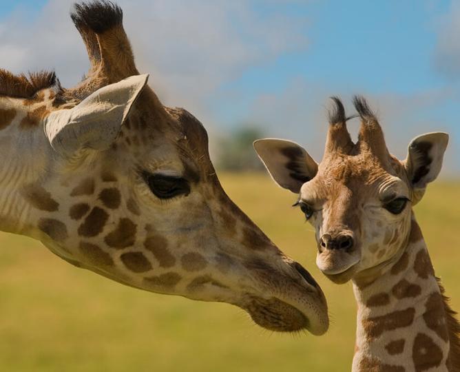 Giraffe mother and calf.