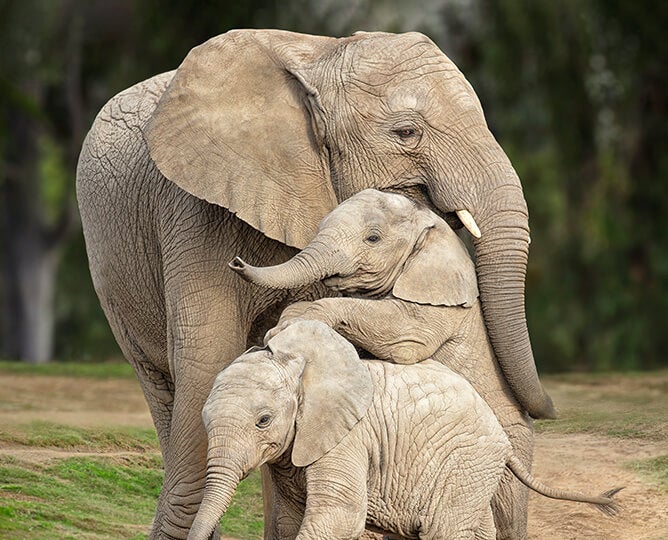 Elephant Cam