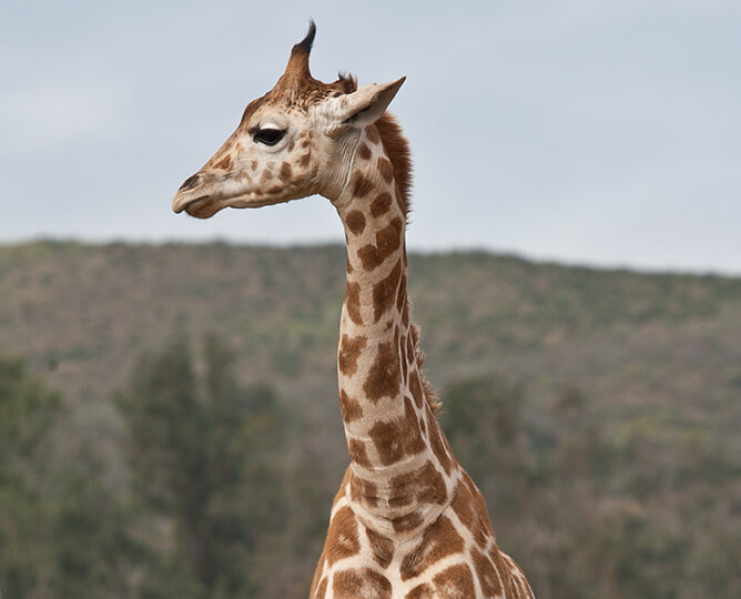 Giraffe Cam