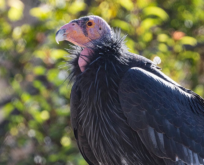 Condor Cam San Diego Zoo Safari Park