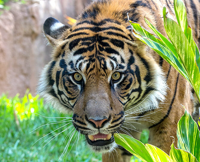 Tiger Cam